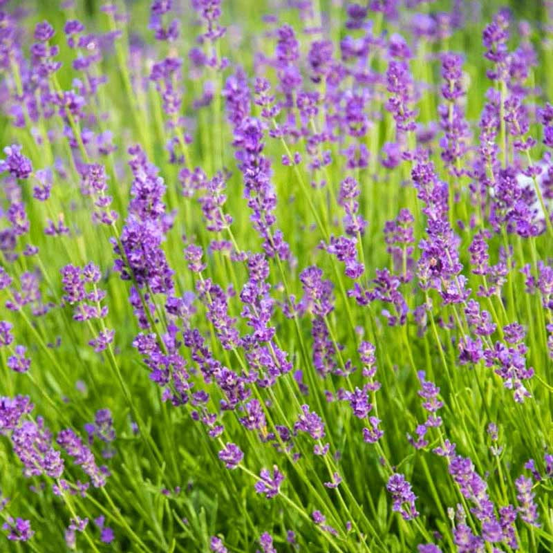 fragrant lavender plants Blue Fragrant Lavender