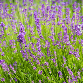 Blue Fragrant Lavender