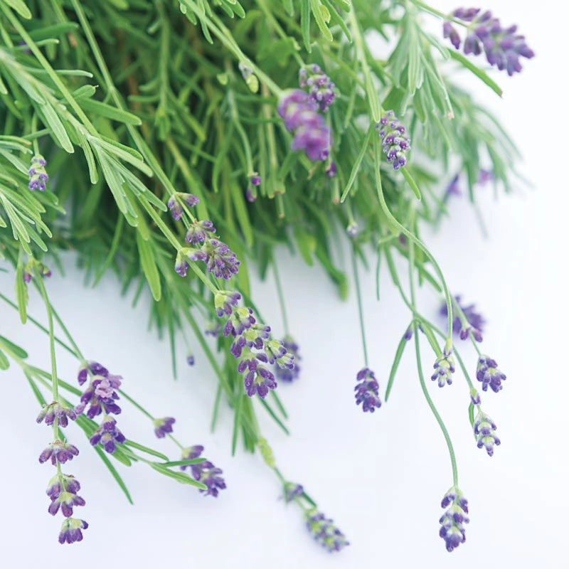 which lavender plant is most fragrant Blue Fragrant Lavender Perennials