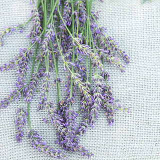 Blue Fragrant Lavender