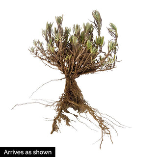 Blue Fragrant Lavender