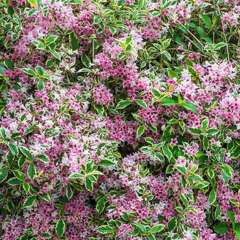 Pink Splash Variegated Weigela