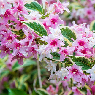 Pink Splash Variegated Weigela