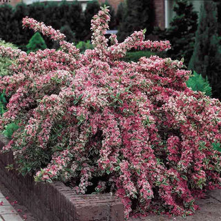 Pink Splash Variegated Weigela