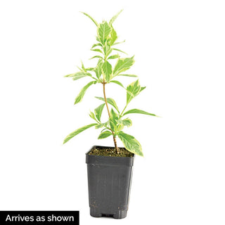 Pink Splash Variegated Weigela