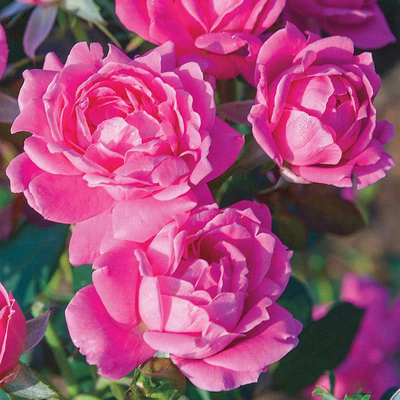 Knock Out® Pink Double Rose