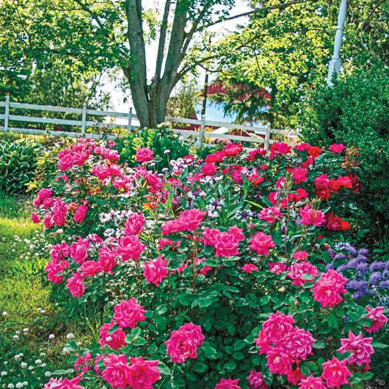 double knockout rose seeds Knock Out® Pink Double Rose