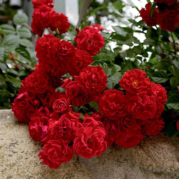 も*も様 Flower ribbon tops Red Ribbon for Ramo Buchon English – Coko Berry