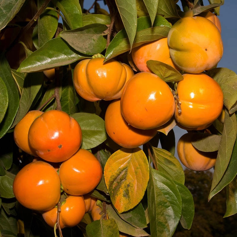 Persimmon Fuyu Jiro