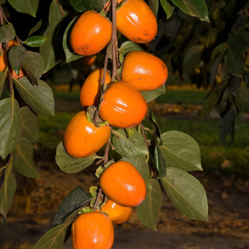 Persimmon Chocolate