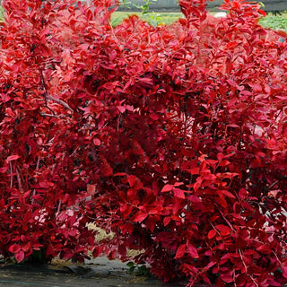 Bluecrop Blueberry Hedge