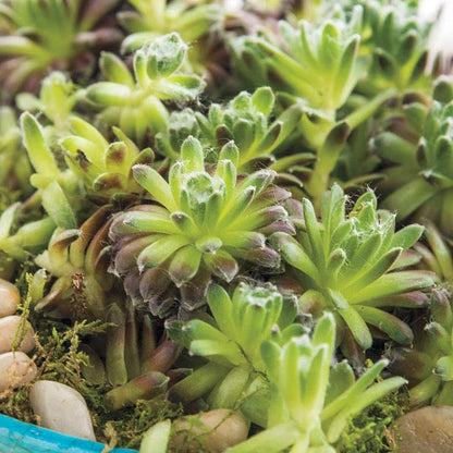 Spumanti Hens and Chicks