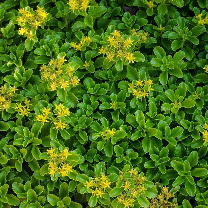yellow flower succulent ground cover Improved Golden Sedum