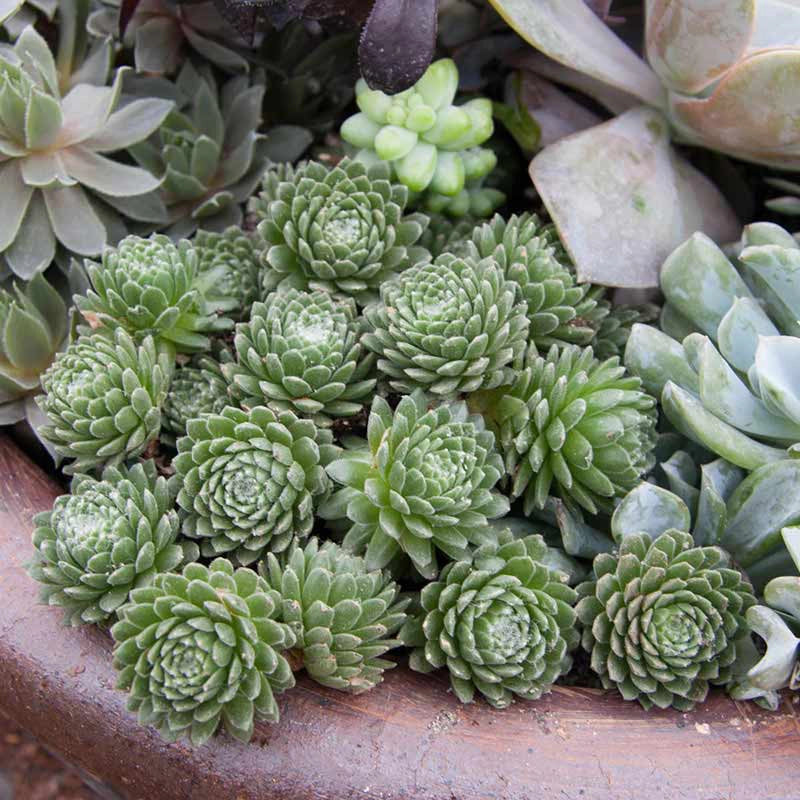 Forest Frost Hens and Chicks