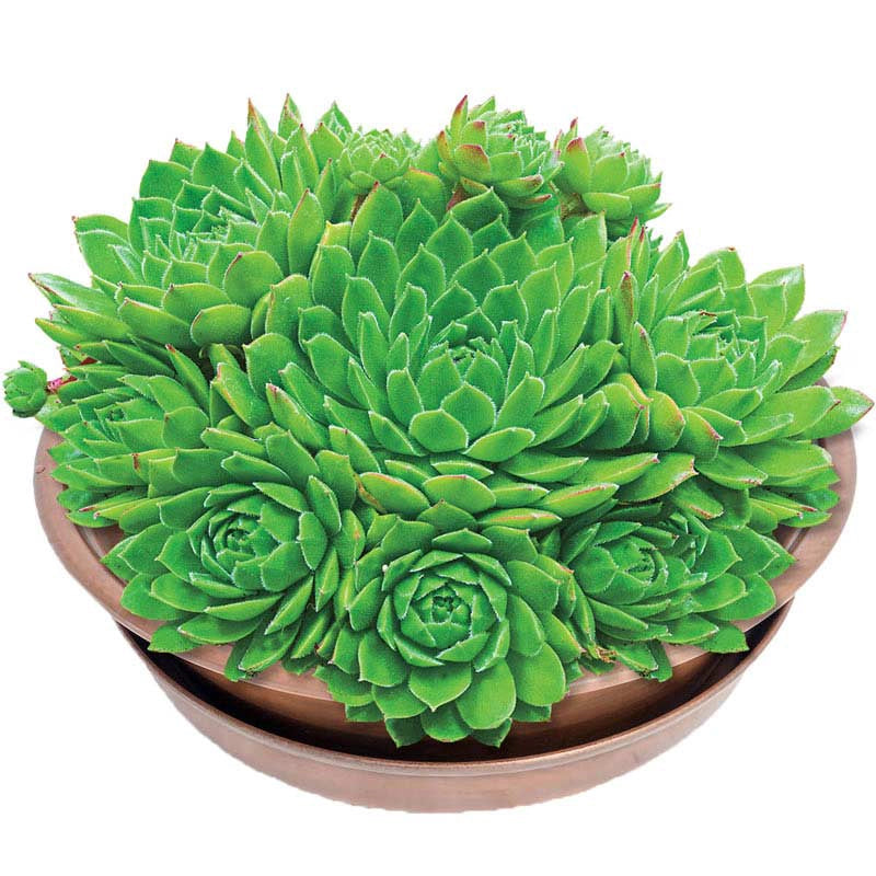 hen chick succulent Green Wheel Hens and Chicks | Sempervivum