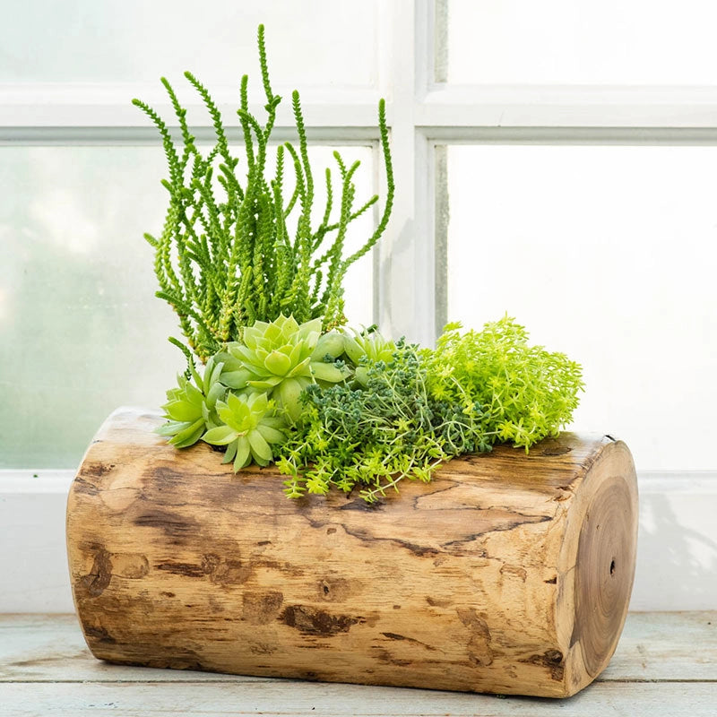 log plant pot Natural Teak Planter - Indoor/Outdoor Decor