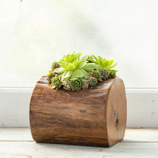 Natural Teak Planter