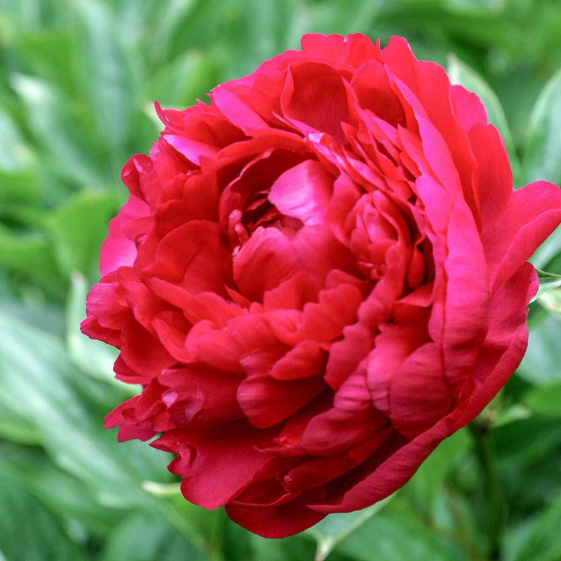 Felix Crousse Peony