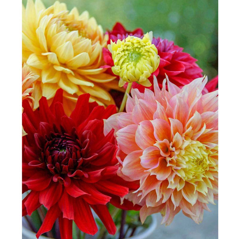 Philadelphia Dinnerplate Dahlia Mix