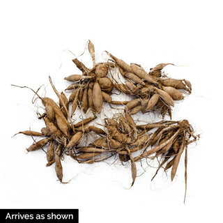 Philadelphia Dinnerplate Dahlia Mix