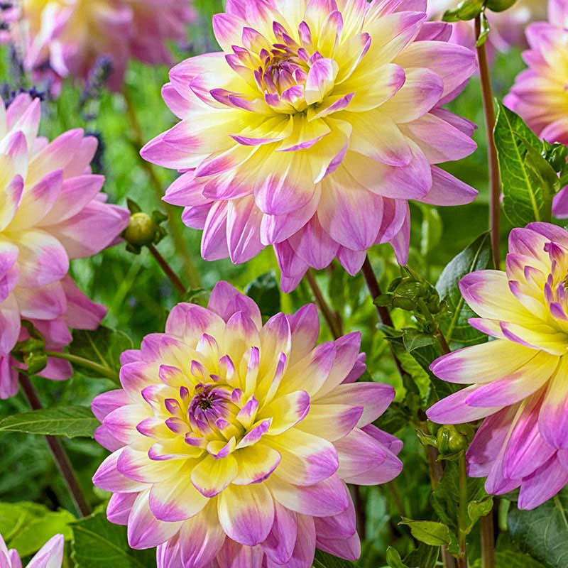 Sagitta Dahlia