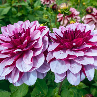 Crème de Cassis Dahlia