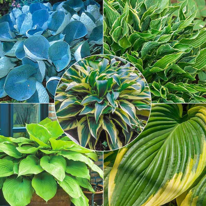 Award Winning Hosta Value Collection | Spring Hill Nurseries