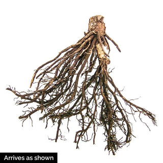 Award Winning Hosta Value Collection