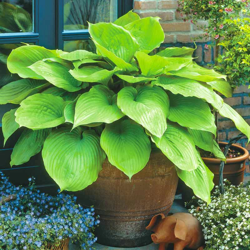 Sum and Substance Hosta