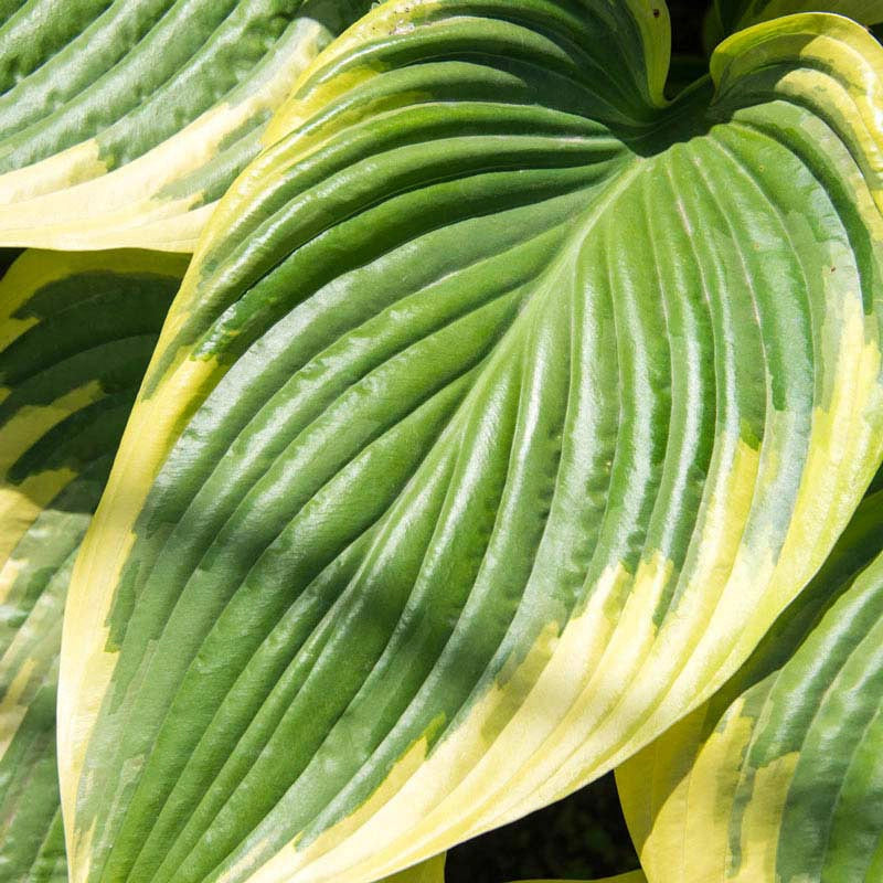 Victory Hosta