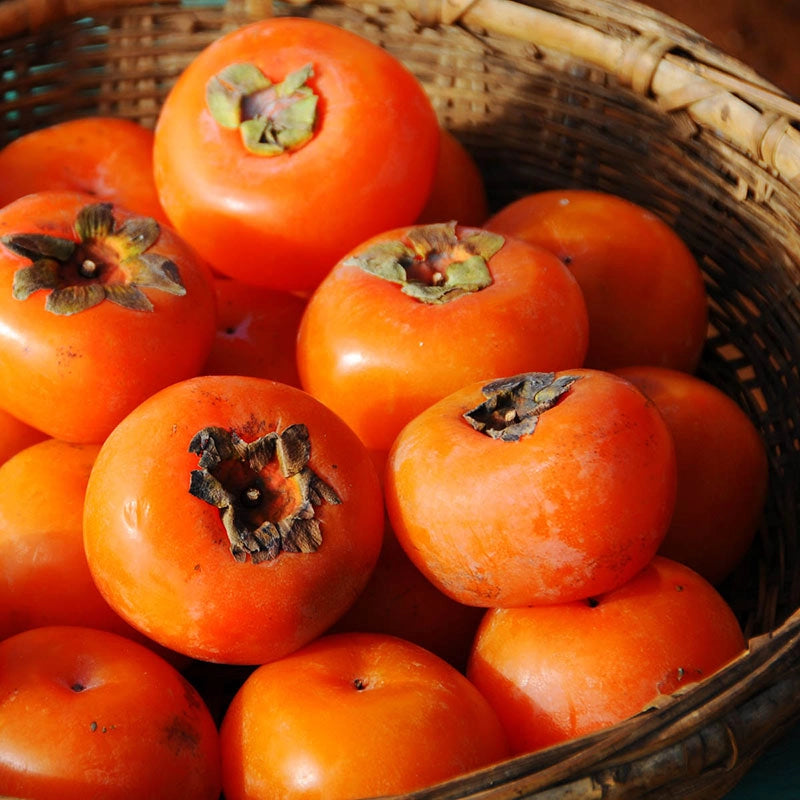 Fuyu Imoto Persimmon