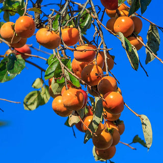 Fuyu Imoto Persimmon