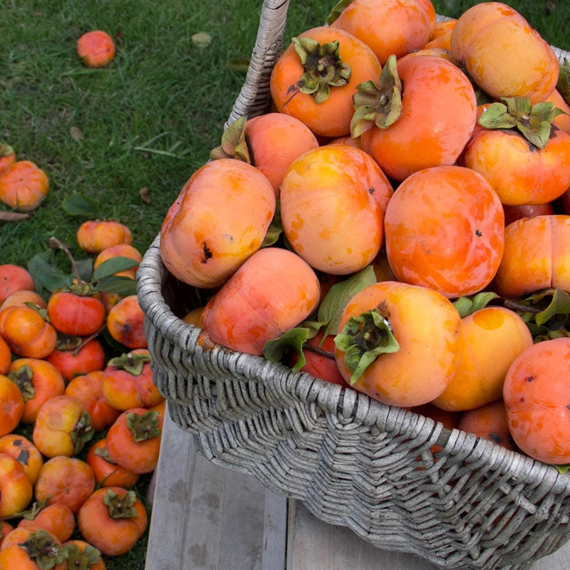 Izu Persimmon