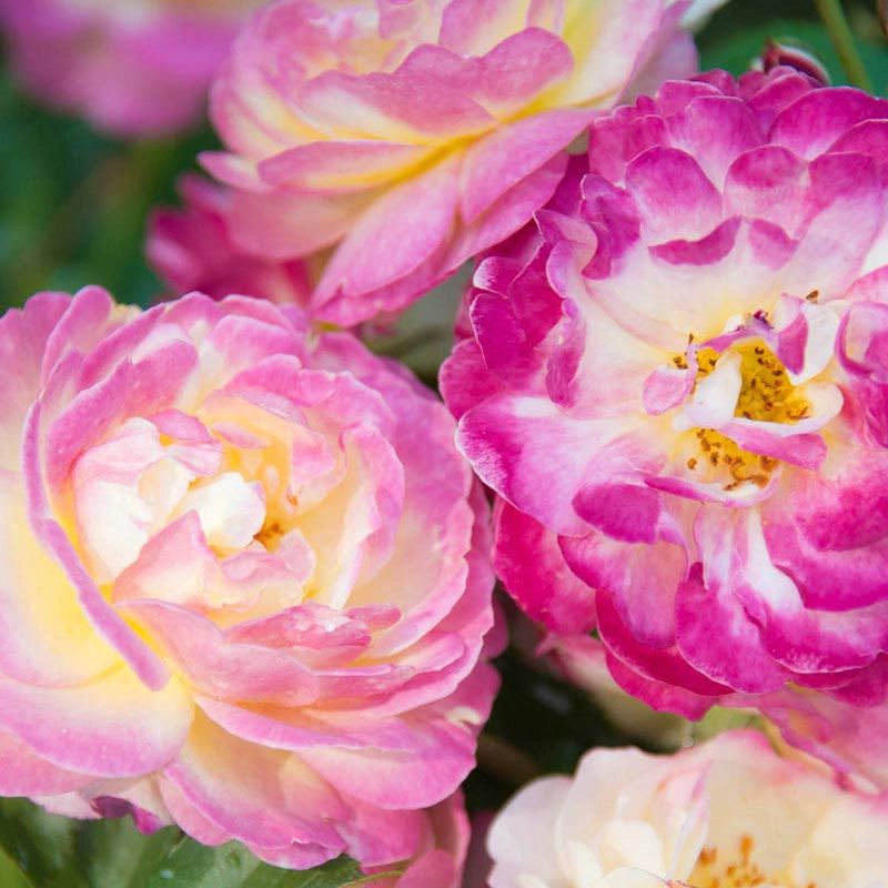 Floribunda Roses - Beautiful Floribundas for Sale | Spring Hill ...
