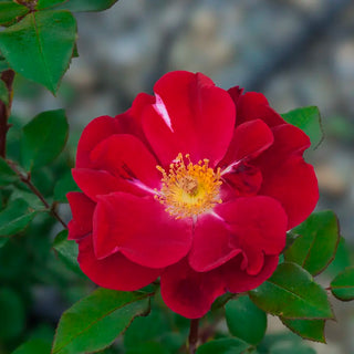 Top Gun™ Shrub Rose