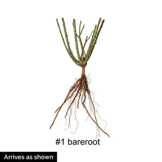 Tropicana Hybrid Tea Rose