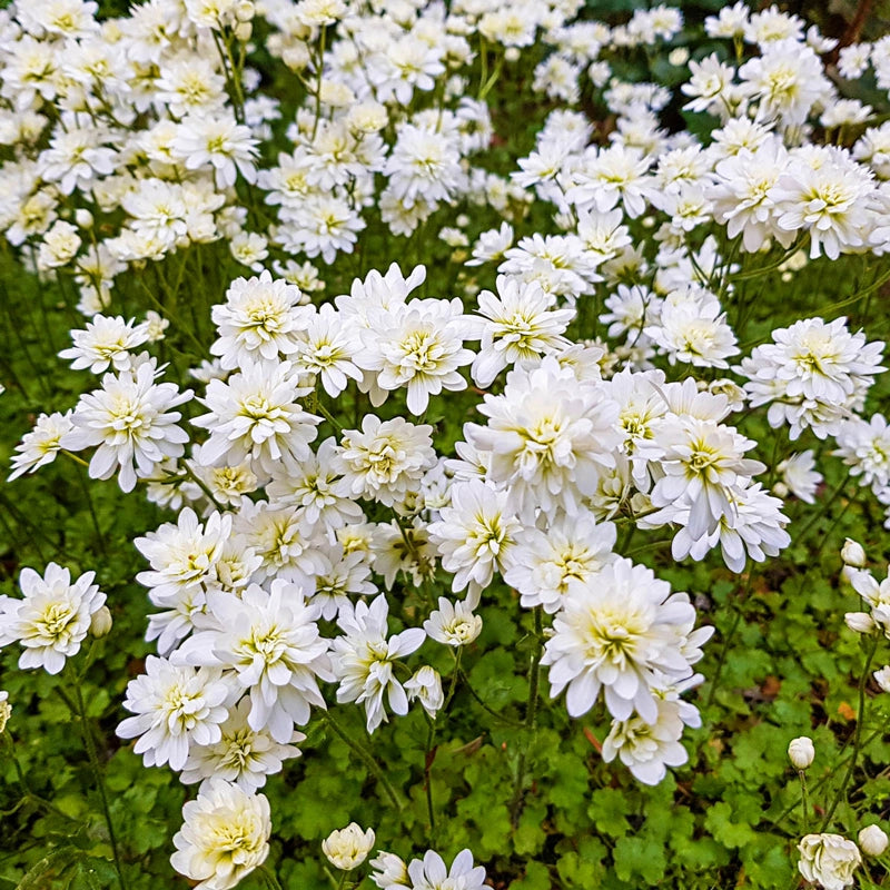 Fair Maids of France (Double-Flowered Meadow Saxifrage)