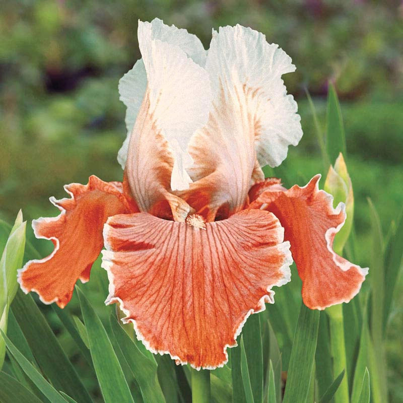 English Charm Reblooming Iris