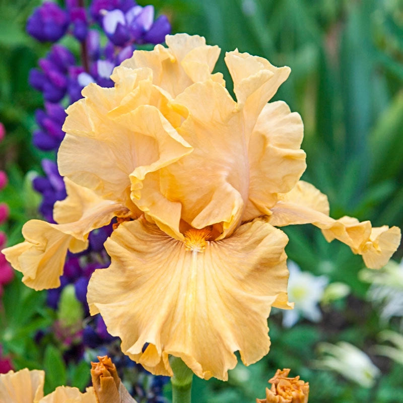 Golden Panther Bearded Iris