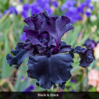 Bouquet Builders After Midnight Iris Collection