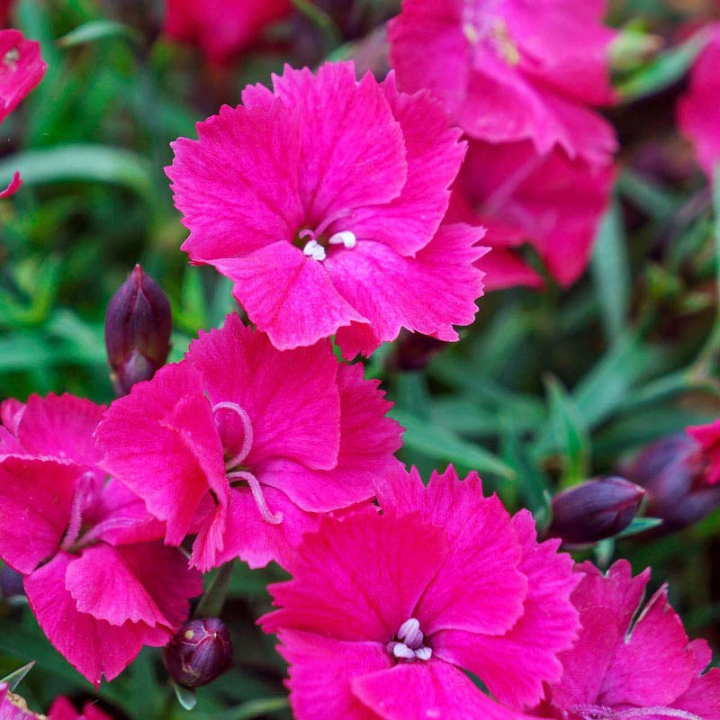 Vivid Bright Light Dianthus