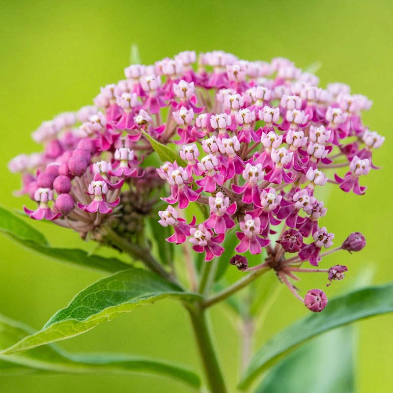 Soulmate Butterfly Flower