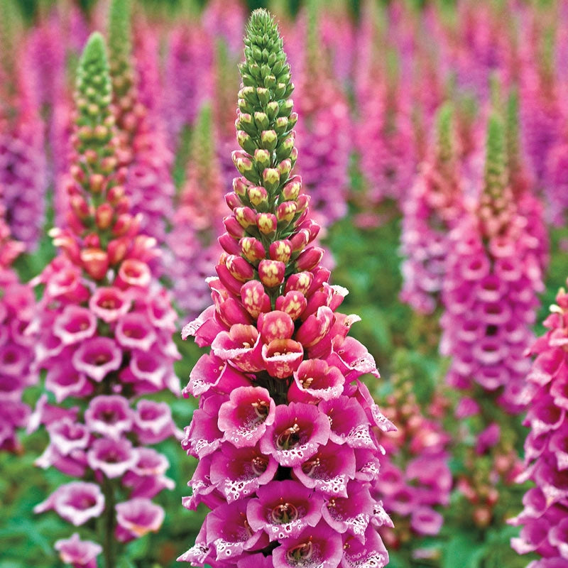 Candy Mountain Foxglove