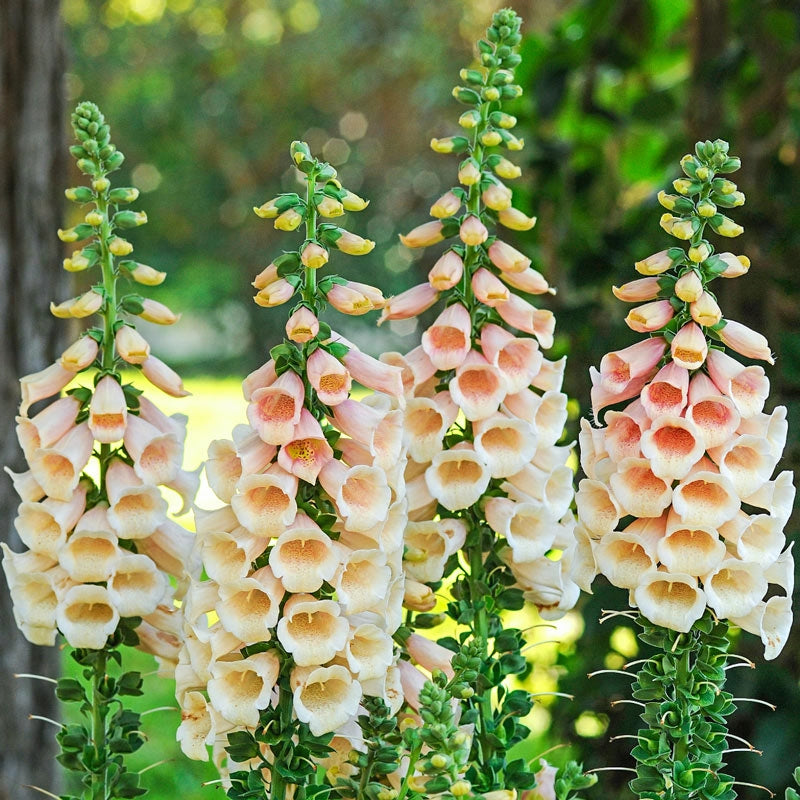 Dalmatian Peach Foxglove