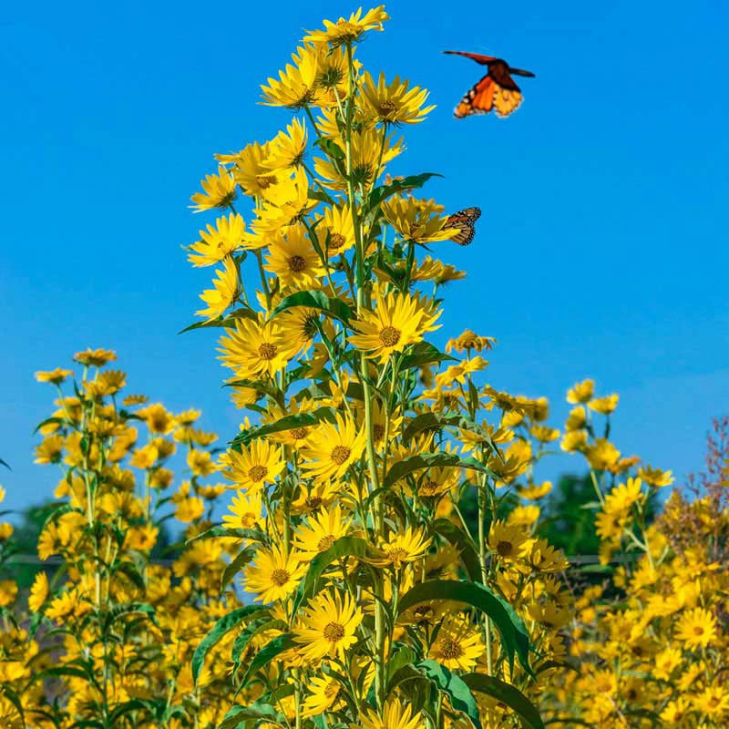 sunflower succulent Maximilian Perennial Sunflower