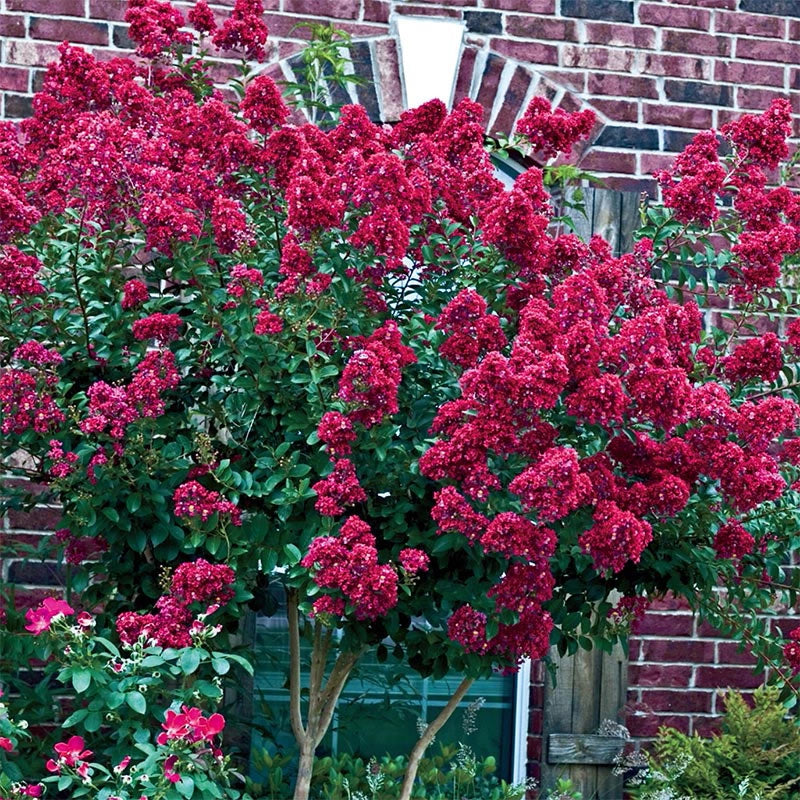 Tonto Hardy Crape Myrtle