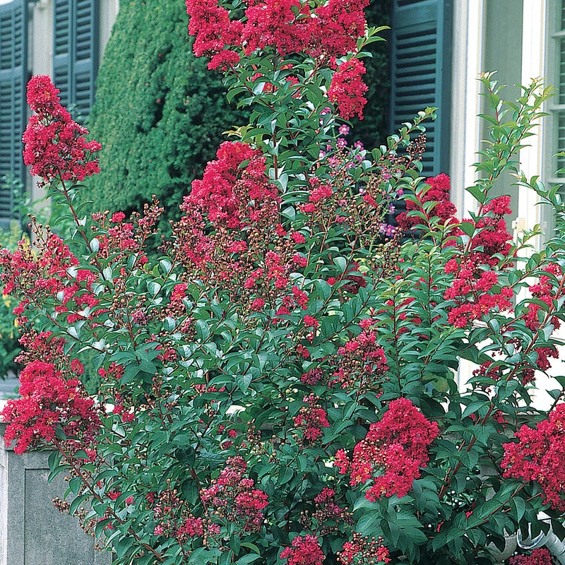 Tonto Hardy Crape Myrtle