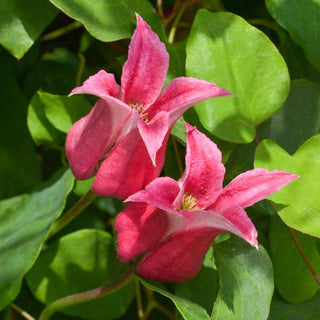 Clematis Happy Diana
