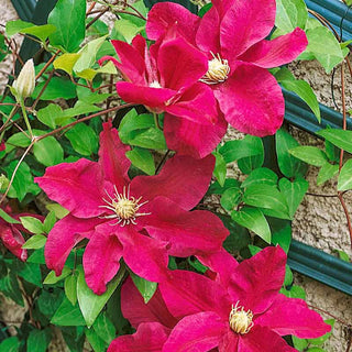 Clematis Sunset