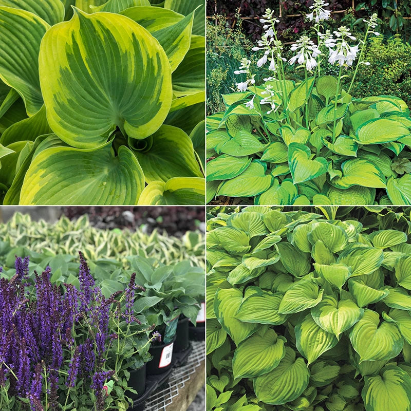 Whole Lotta Hosta Sampler